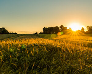 Landwirtschaftliche-Flächen_Thumbnail